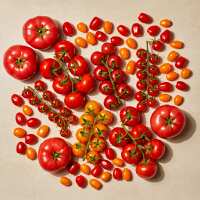 Read Isle of Wight Tomatoes Reviews